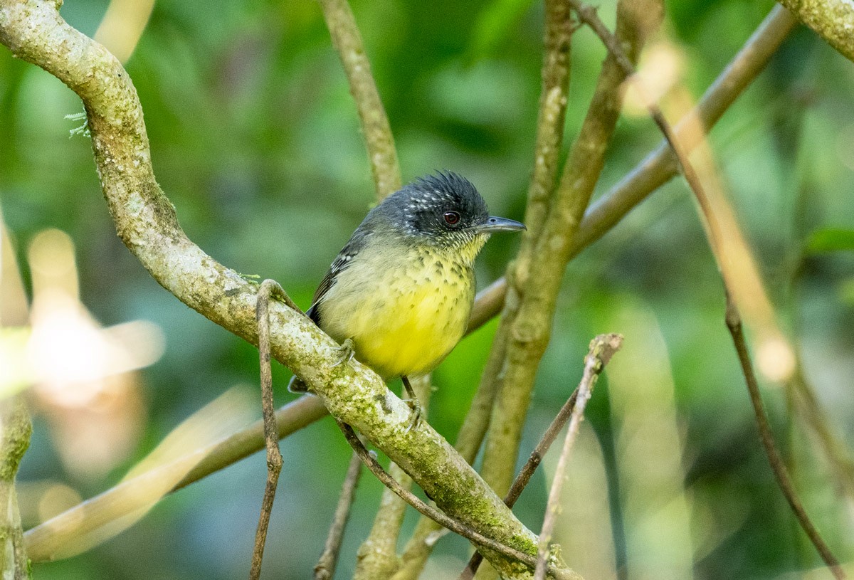 Spot-breasted Antvireo - ML623122264