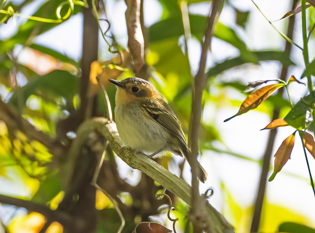 Ochre-faced Tody-Flycatcher - carlos schmidt