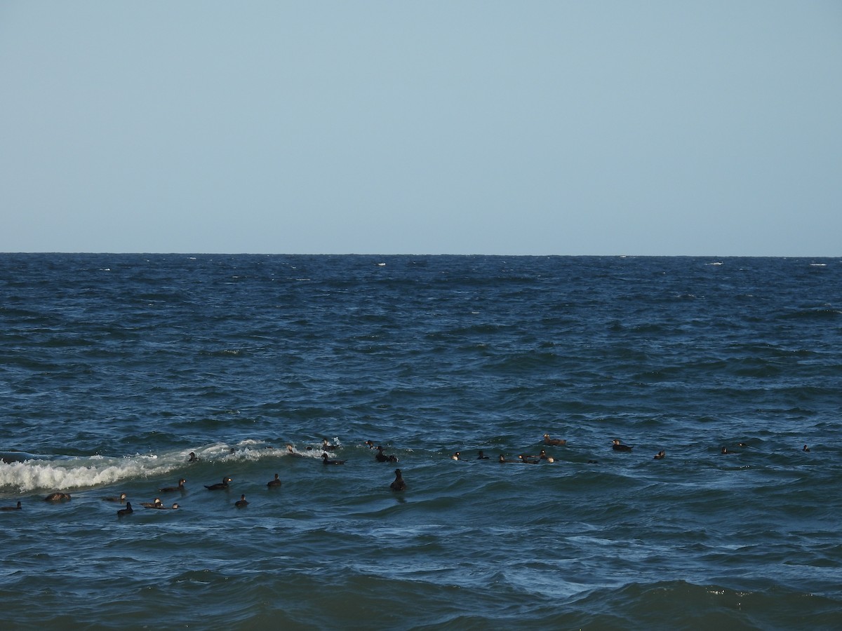 Black Scoter - ML623122314