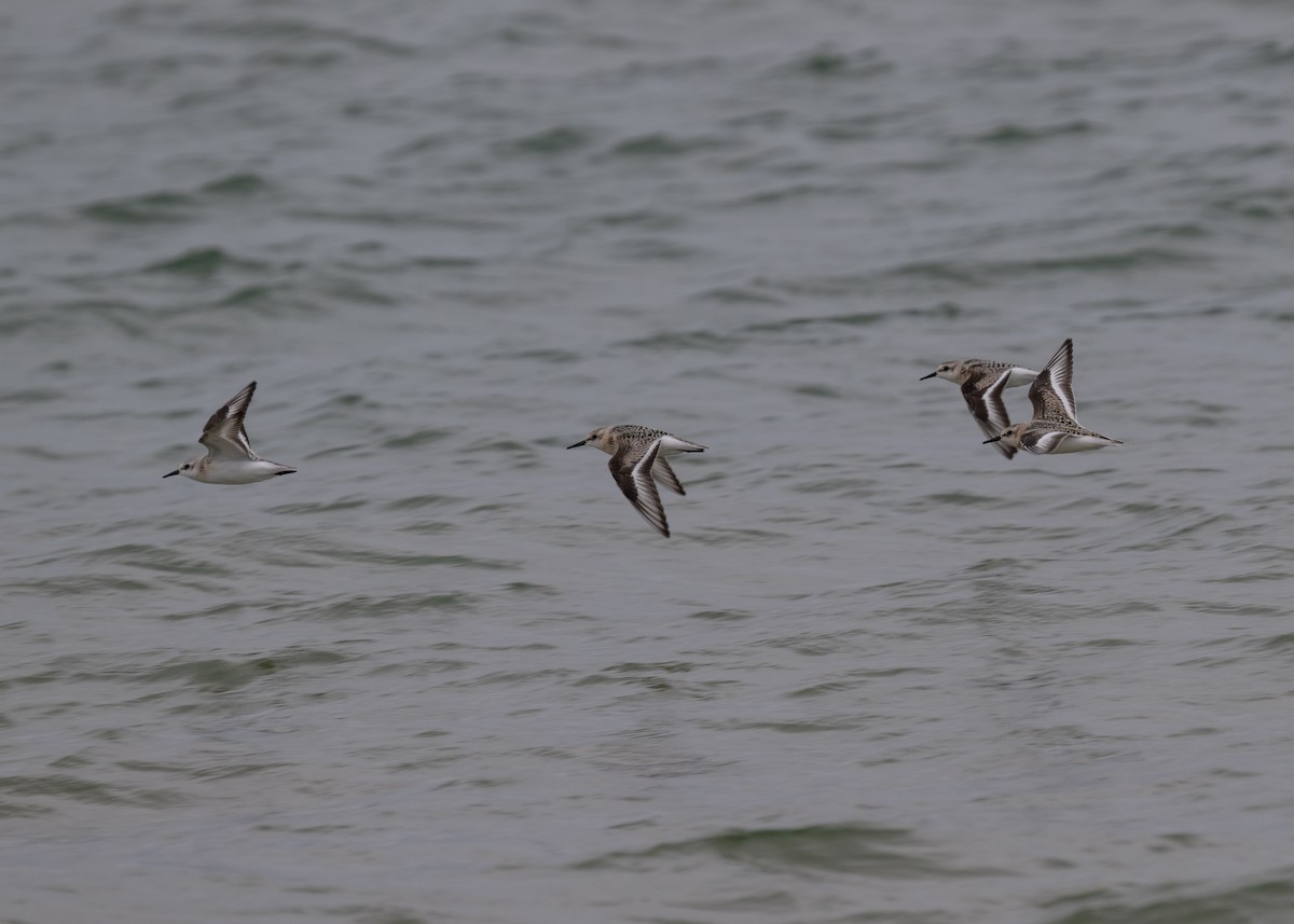 Sanderling - Sheila and Ed Bremer