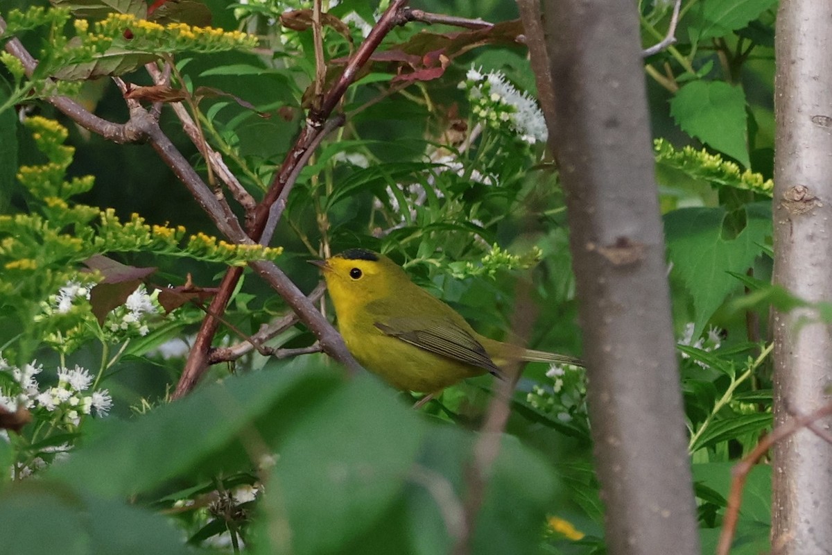 Wilson's Warbler - ML623122423