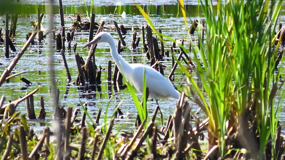 Little Blue Heron - ML623122446