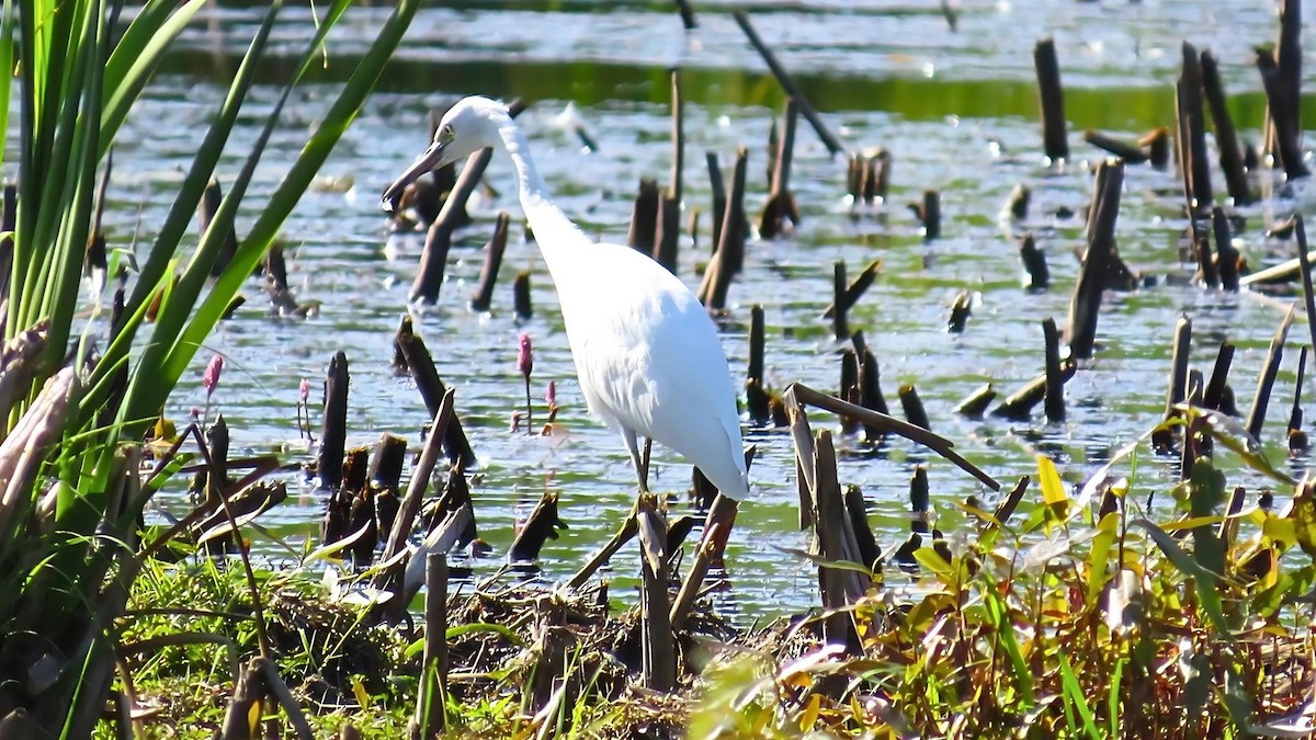 Little Blue Heron - ML623122448