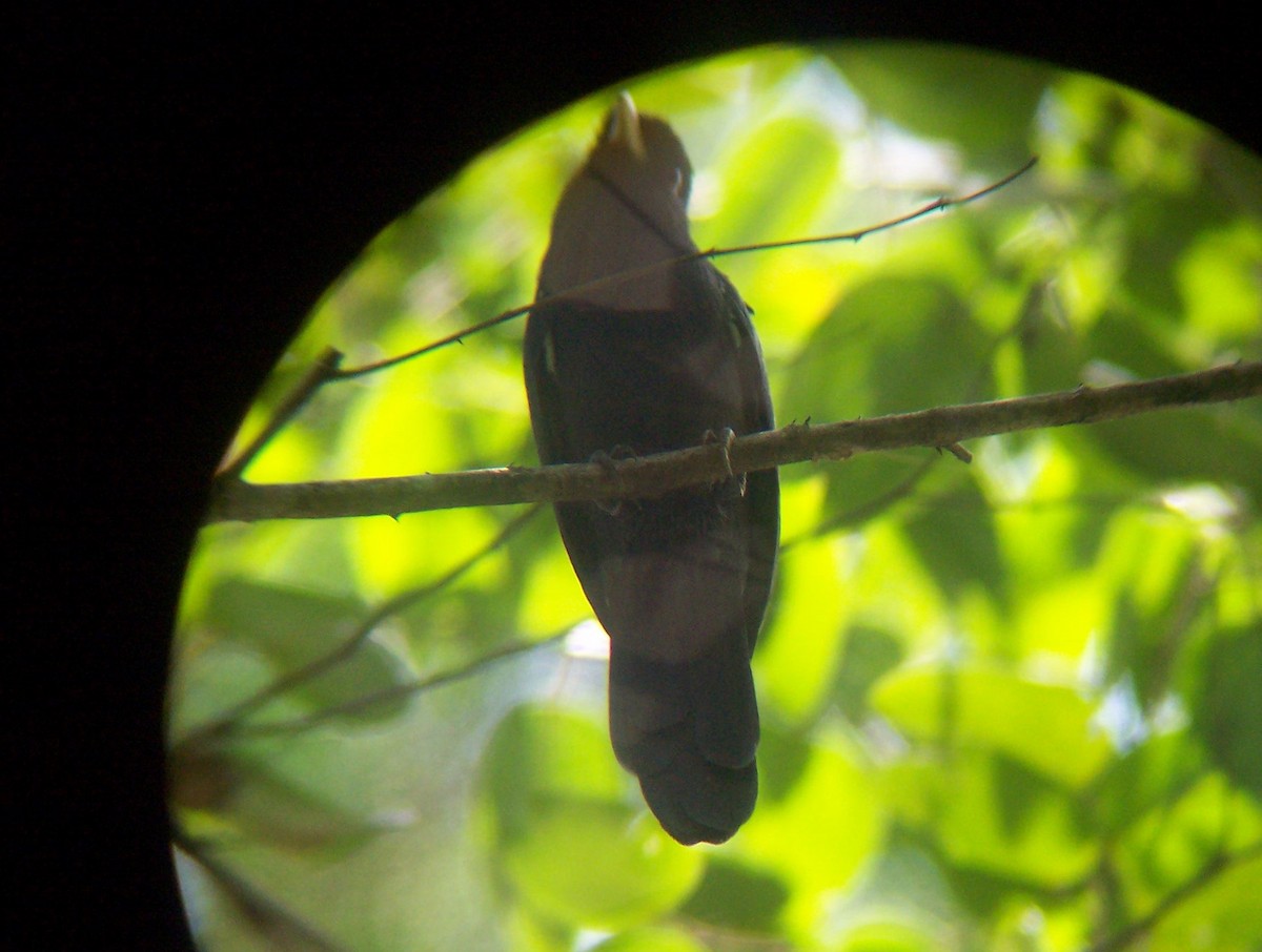 Yellow-billed Nunbird - Jeff Harding