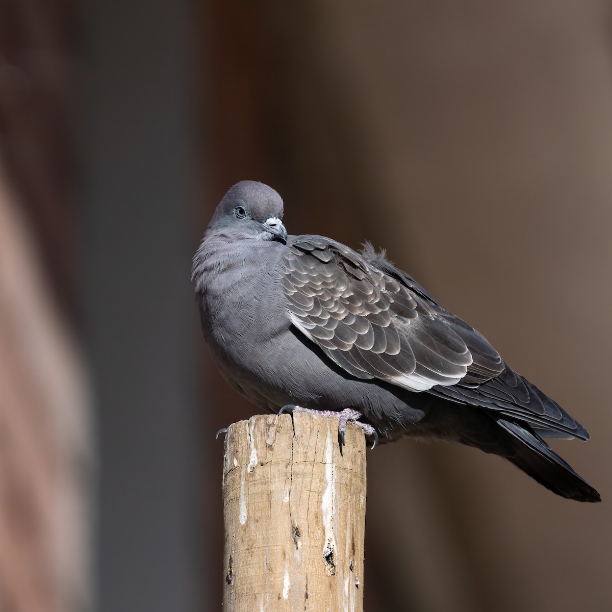 Spot-winged Pigeon - ML623122594