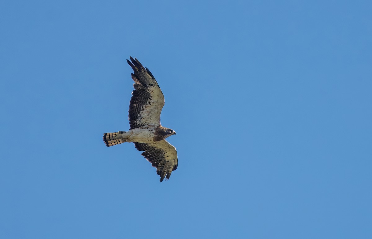 Swainson's Hawk - ML623122671