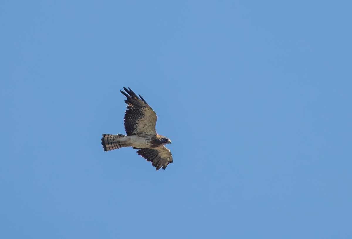 Swainson's Hawk - ML623122672