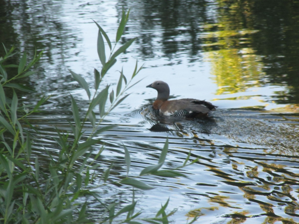 Ashy-headed Goose - ML623122801