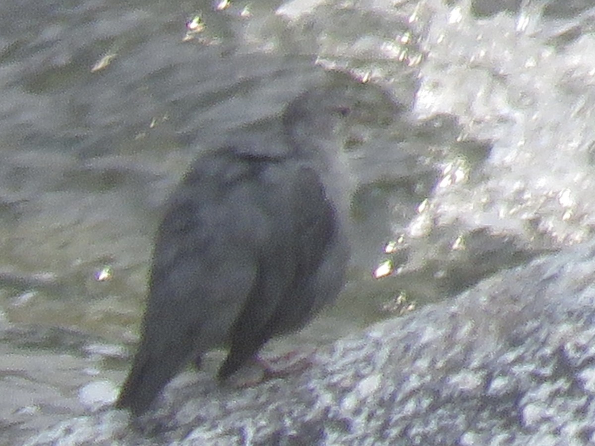 American Dipper - ML623122871