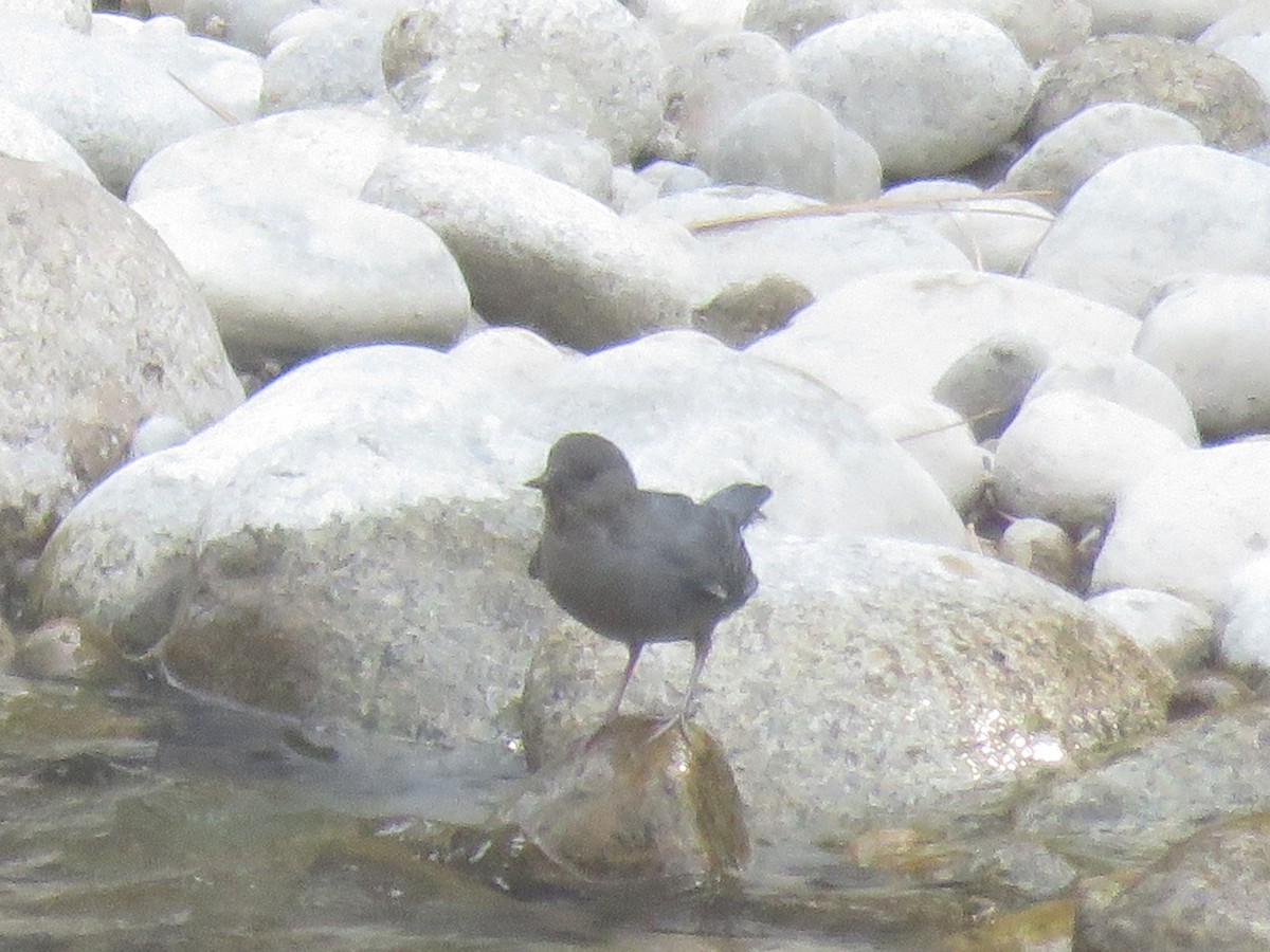 American Dipper - ML623122872