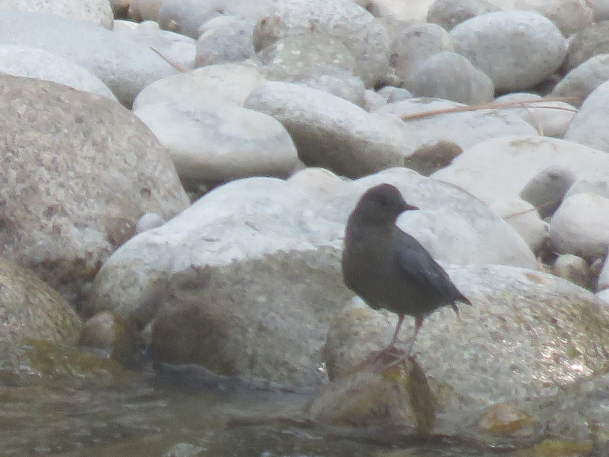 American Dipper - ML623122873