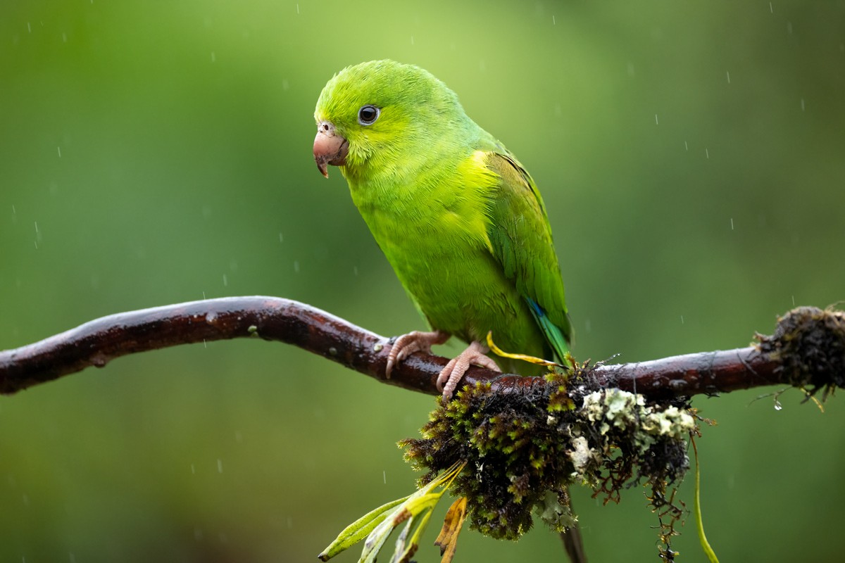 Yellow-chevroned Parakeet - ML623122890