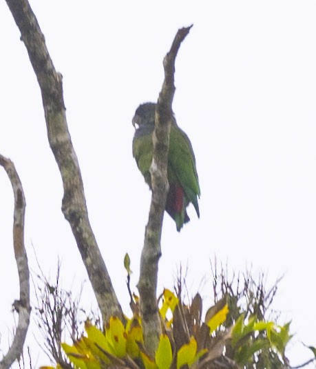 Scaly-headed Parrot - ML623122898