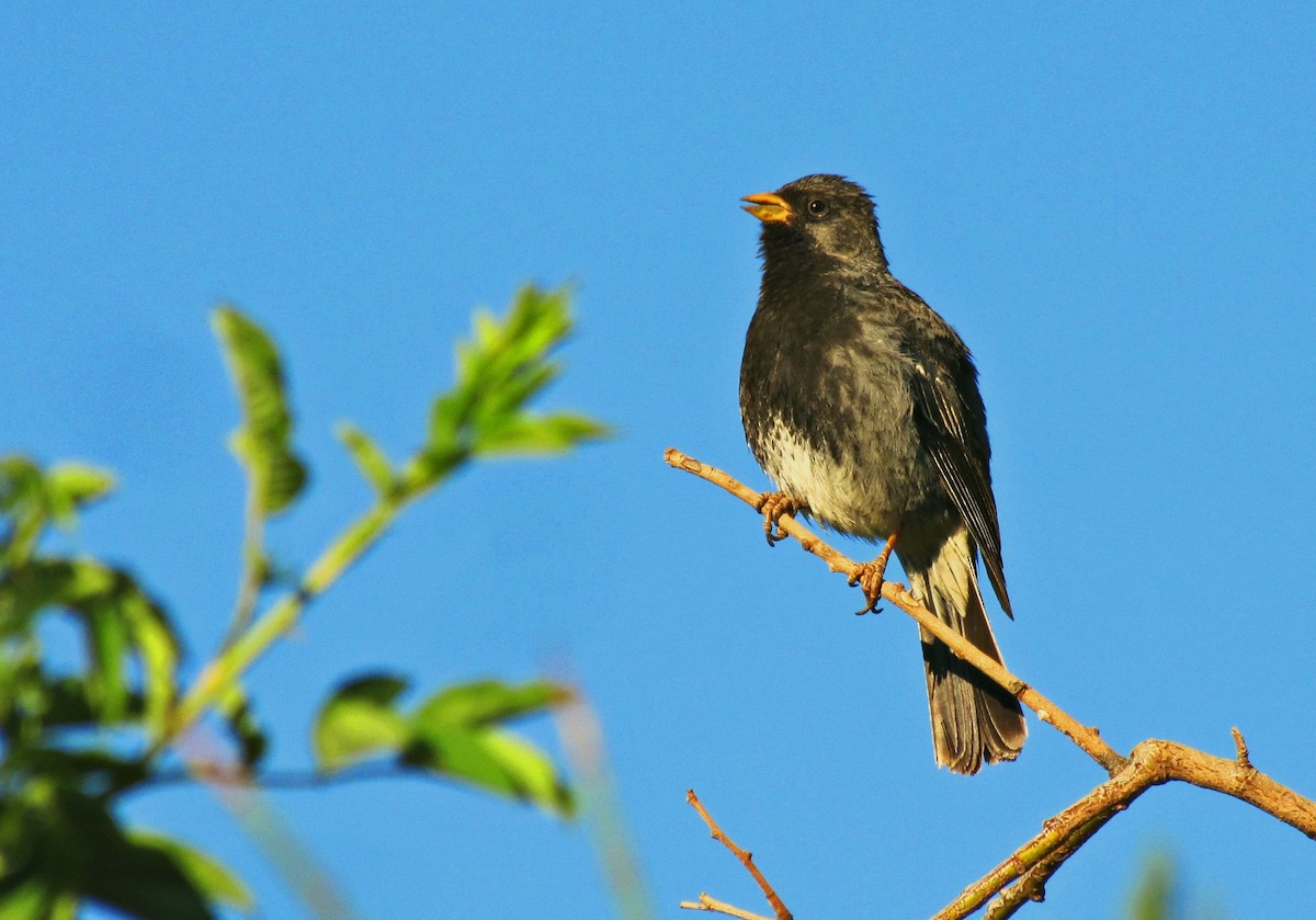 Mourning Sierra Finch - ML623122905