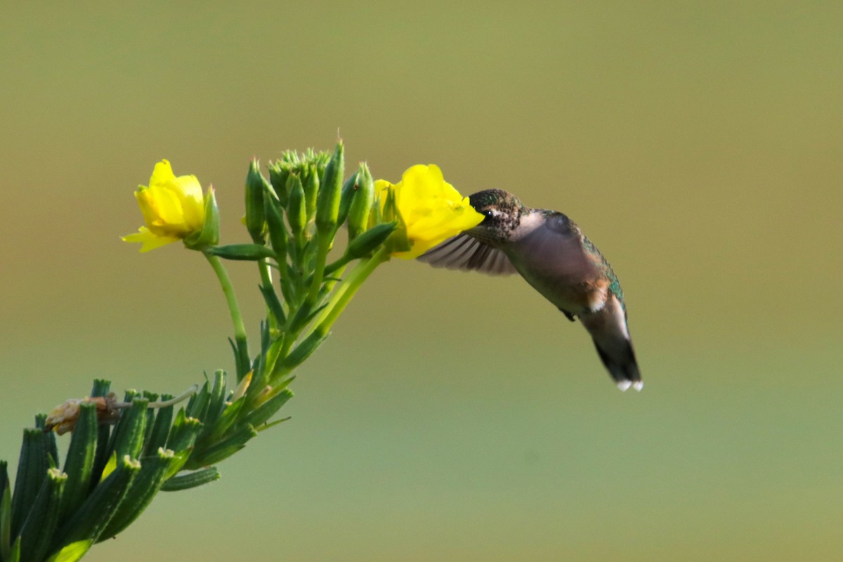 Ruby-throated Hummingbird - ML623122920