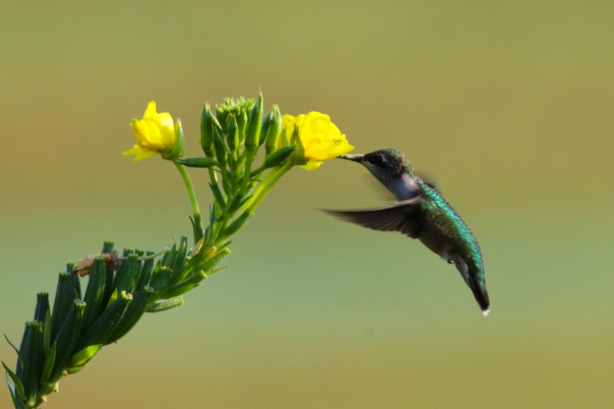 Ruby-throated Hummingbird - ML623122921