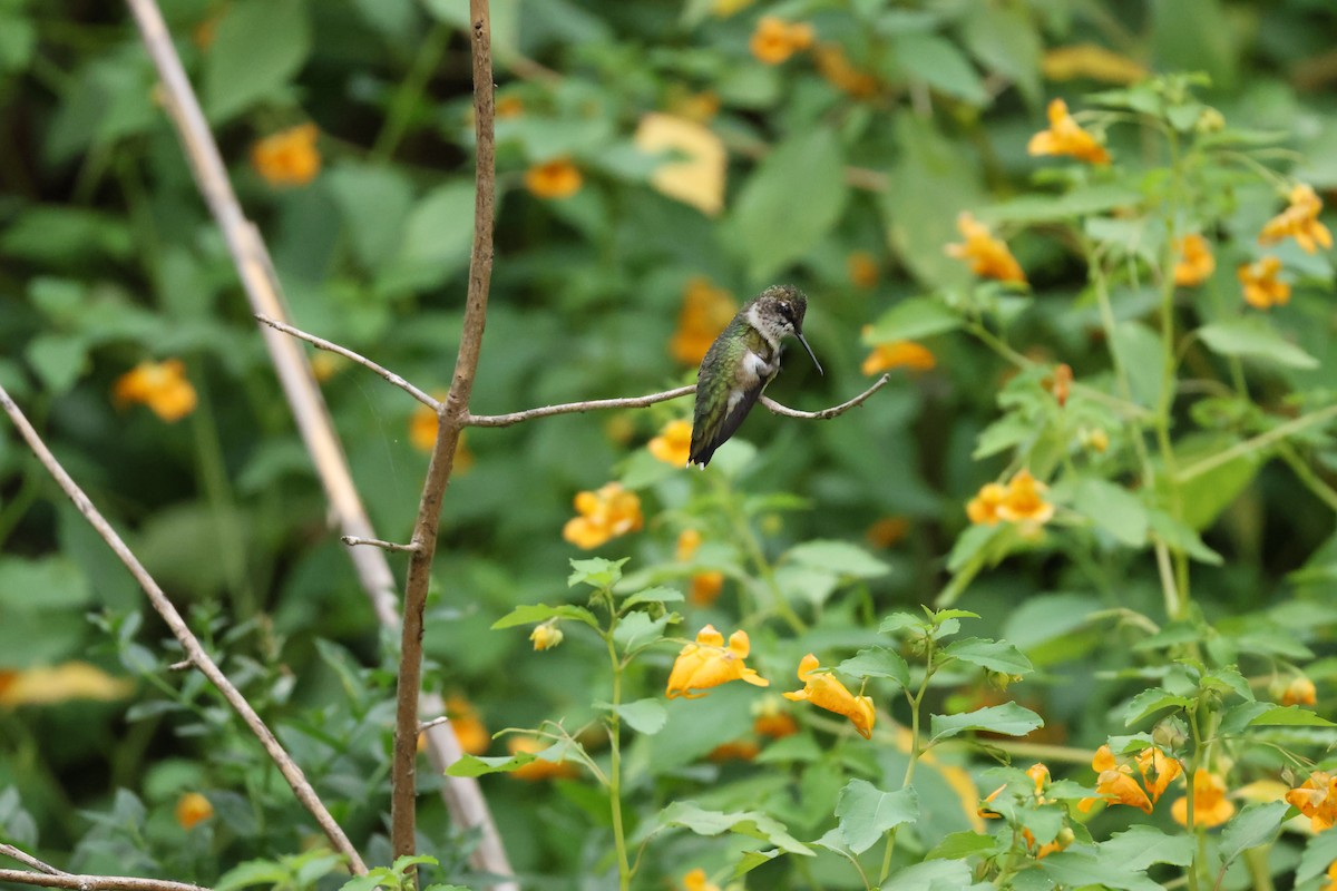 Ruby-throated Hummingbird - ML623122983