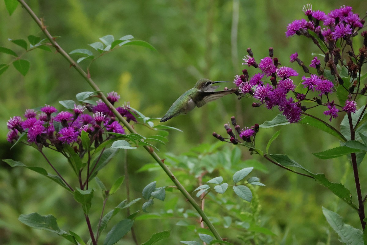 Ruby-throated Hummingbird - ML623122984