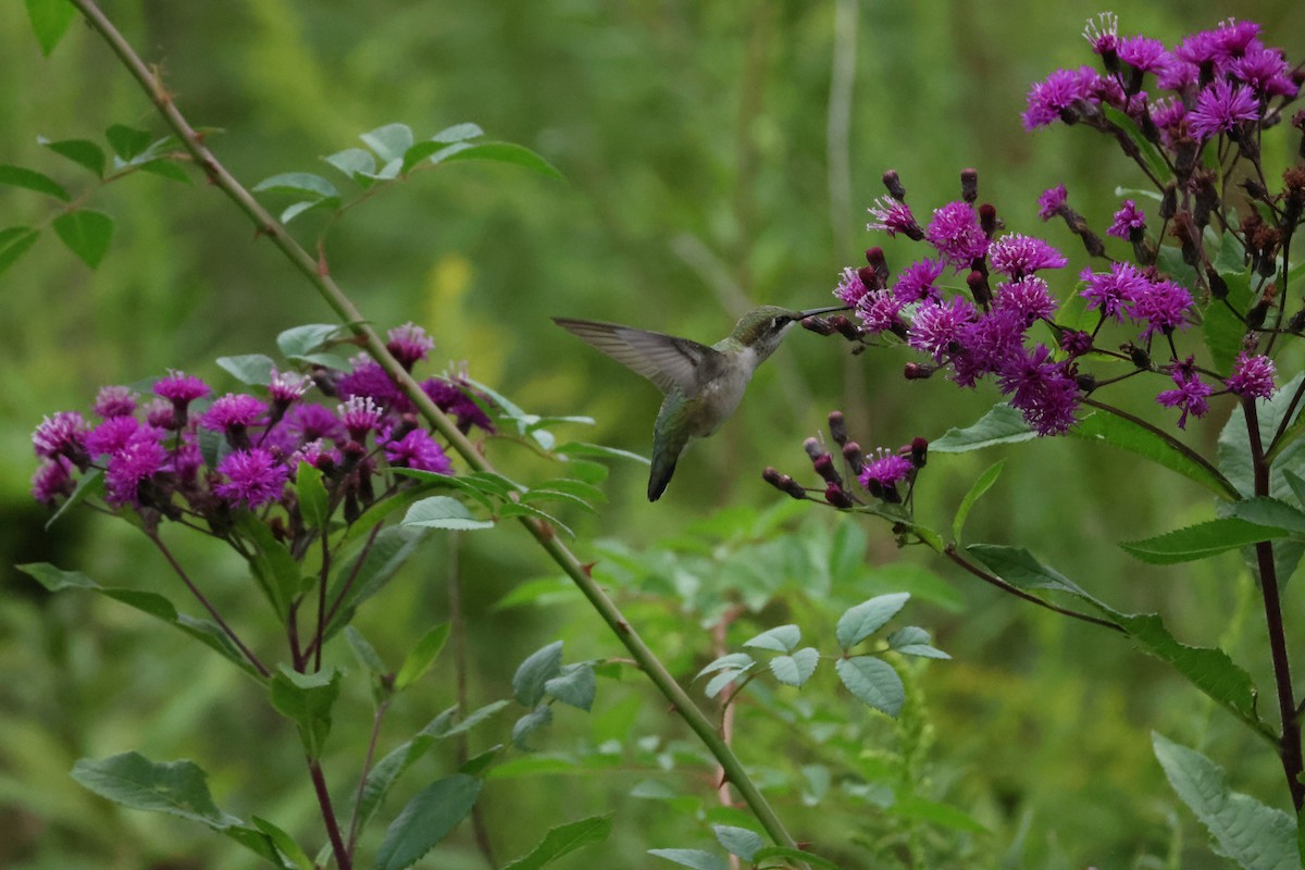 Ruby-throated Hummingbird - ML623122985