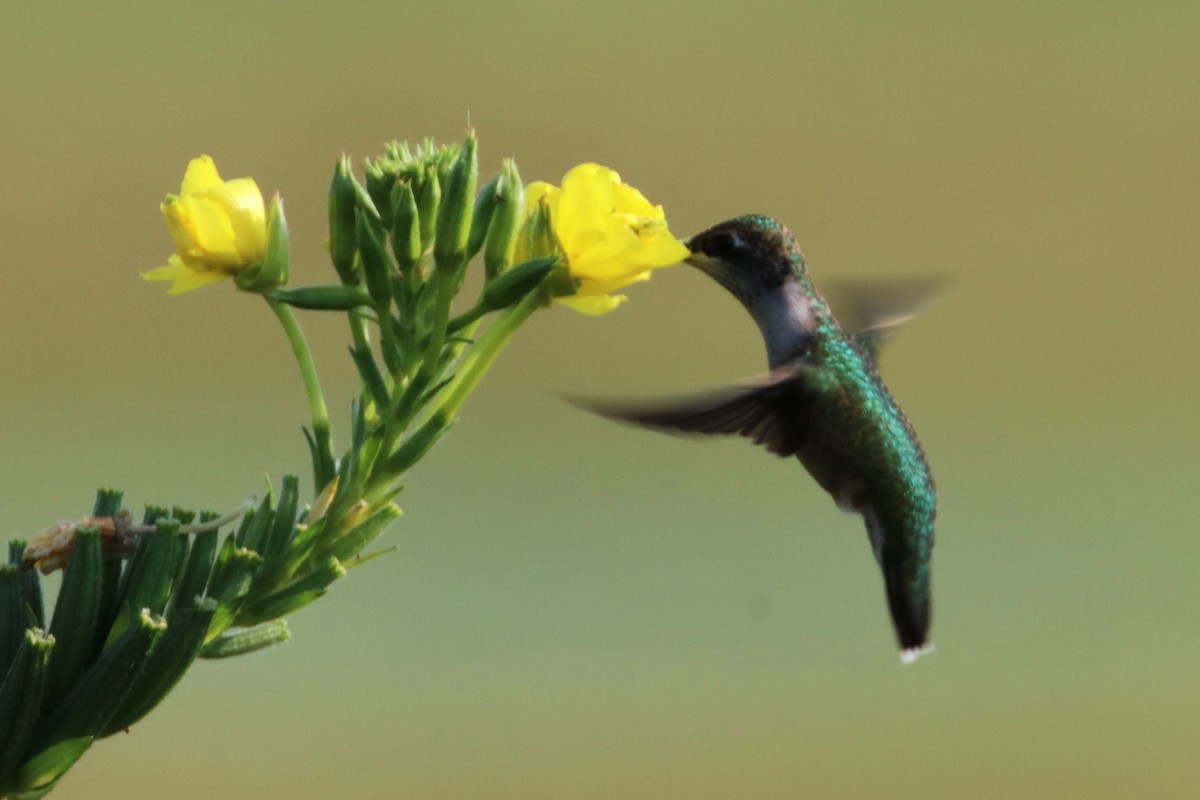 Ruby-throated Hummingbird - ML623122987