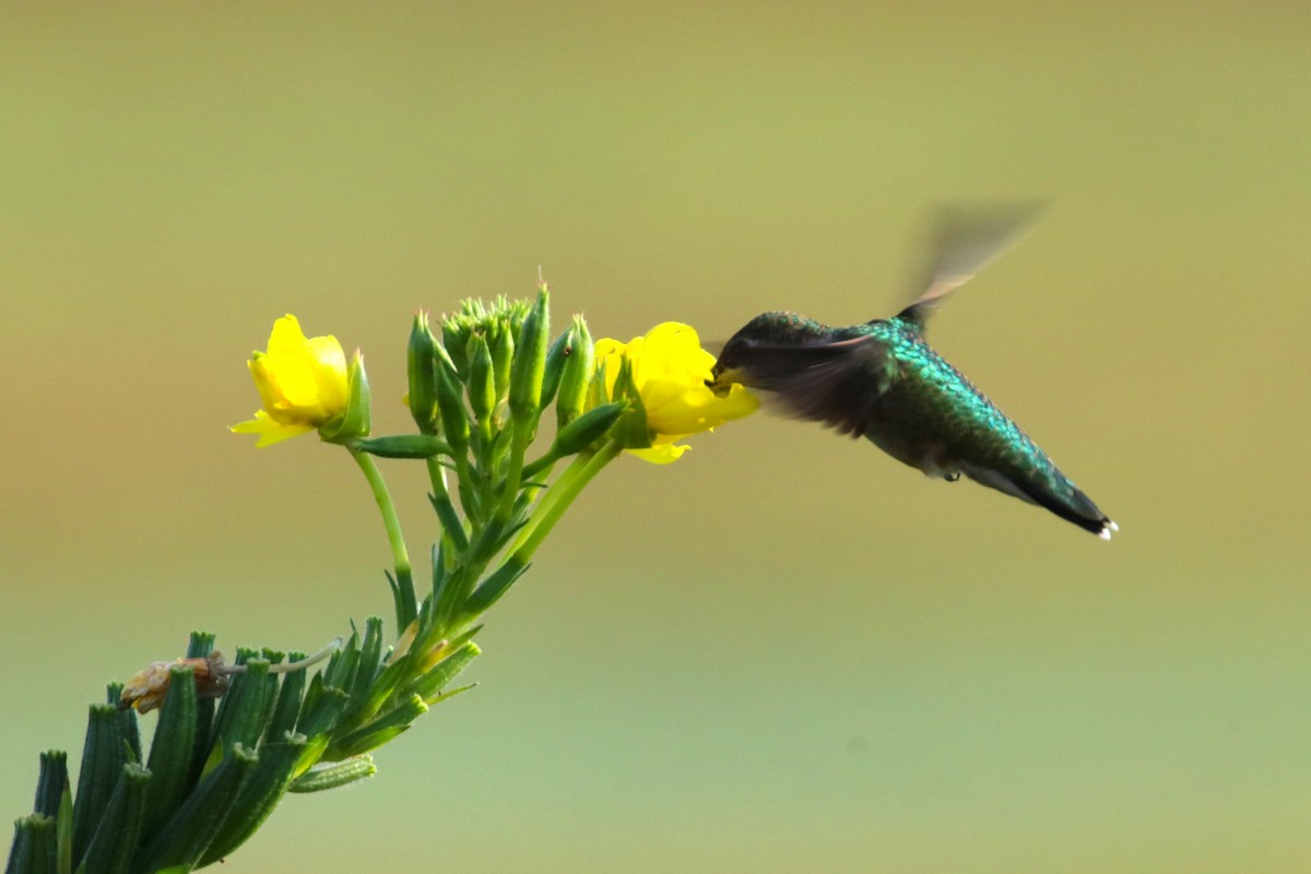 Ruby-throated Hummingbird - ML623123009