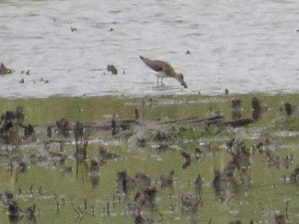 Solitary Sandpiper - ML623123024