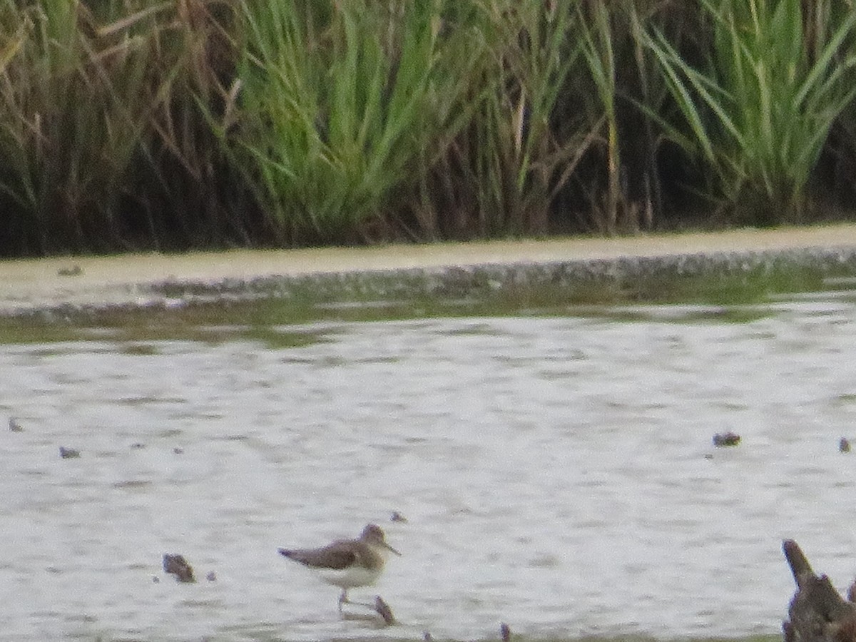 Solitary Sandpiper - ML623123025