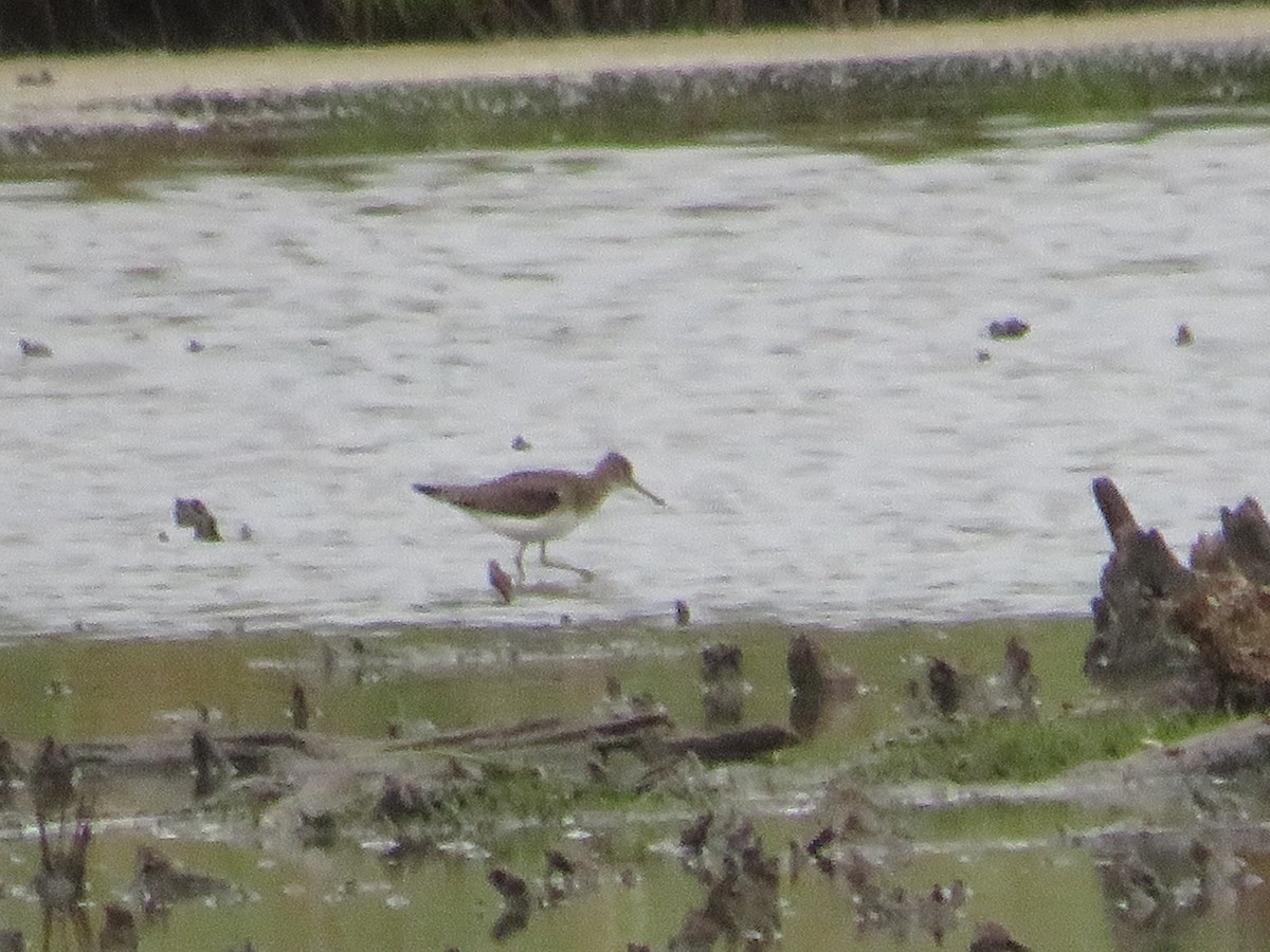 Solitary Sandpiper - ML623123026