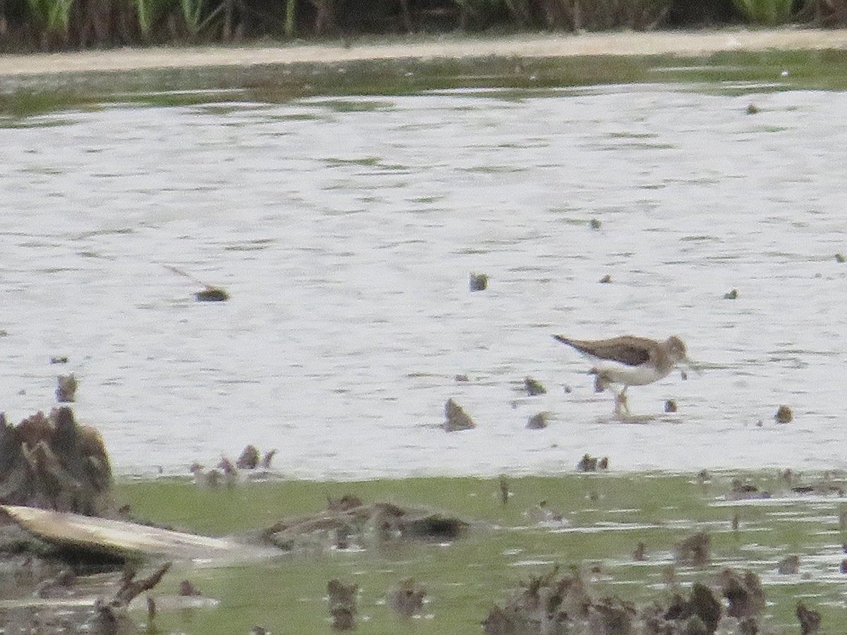 Solitary Sandpiper - ML623123027