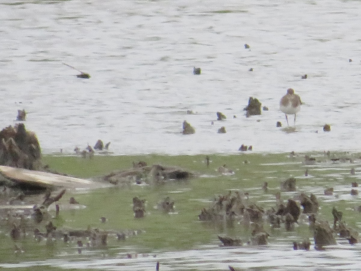 Solitary Sandpiper - ML623123028