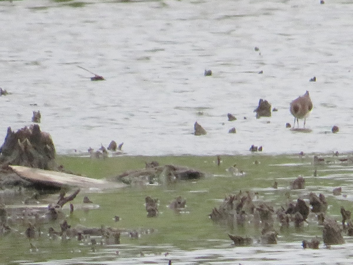 Solitary Sandpiper - ML623123029