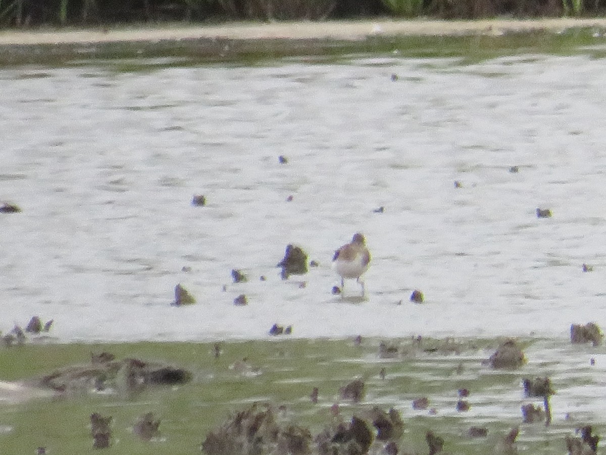 Solitary Sandpiper - ML623123030