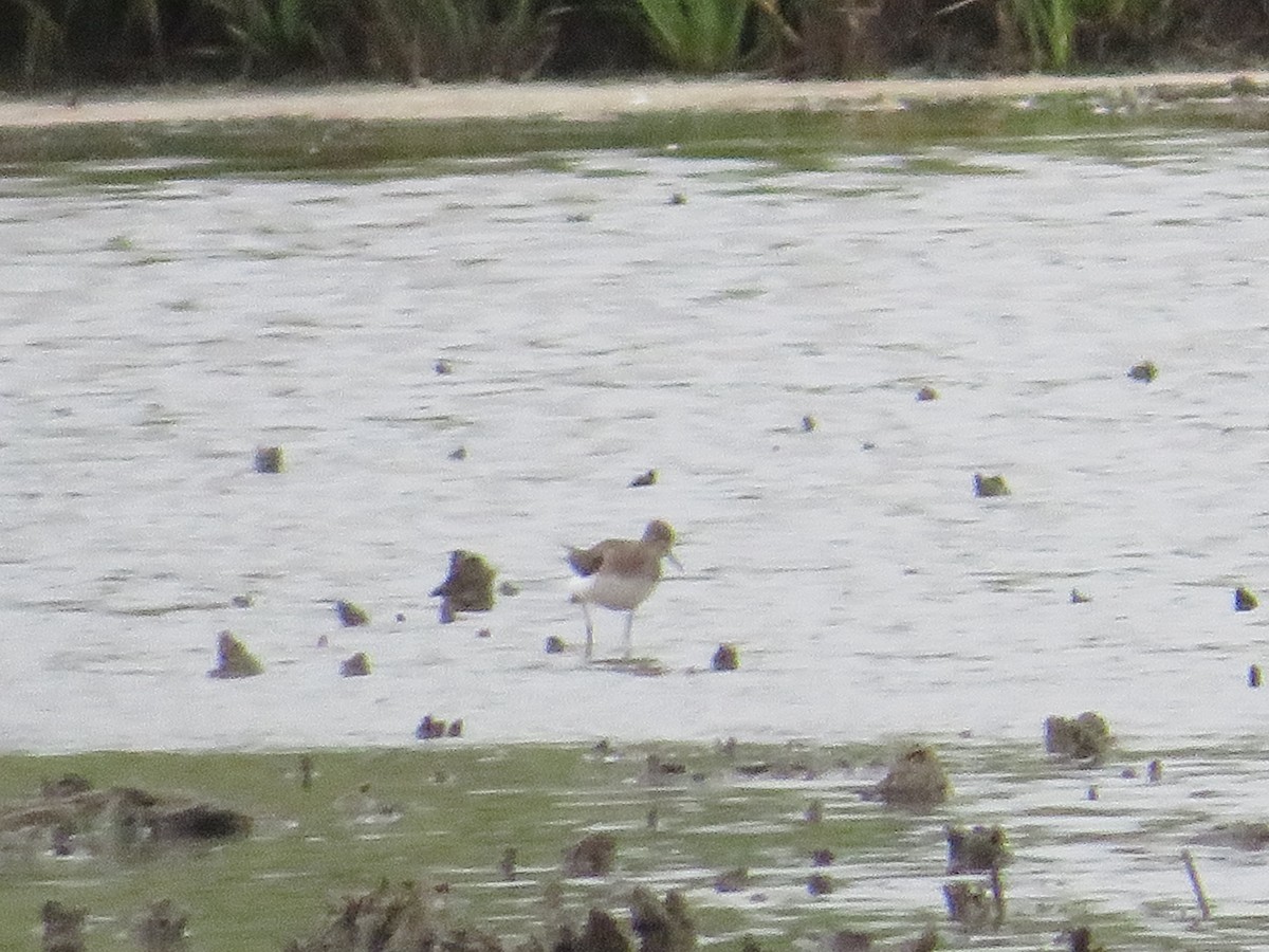 Solitary Sandpiper - ML623123031