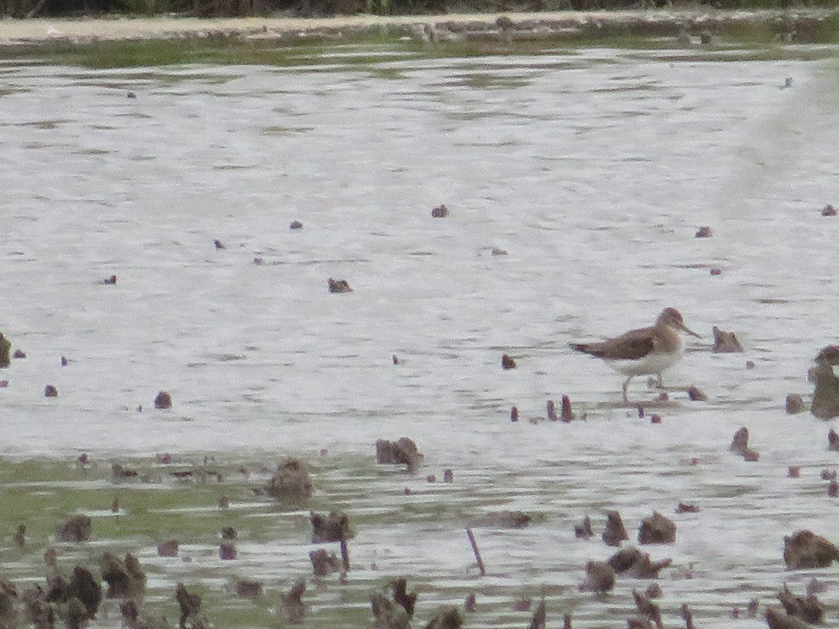 Solitary Sandpiper - ML623123032