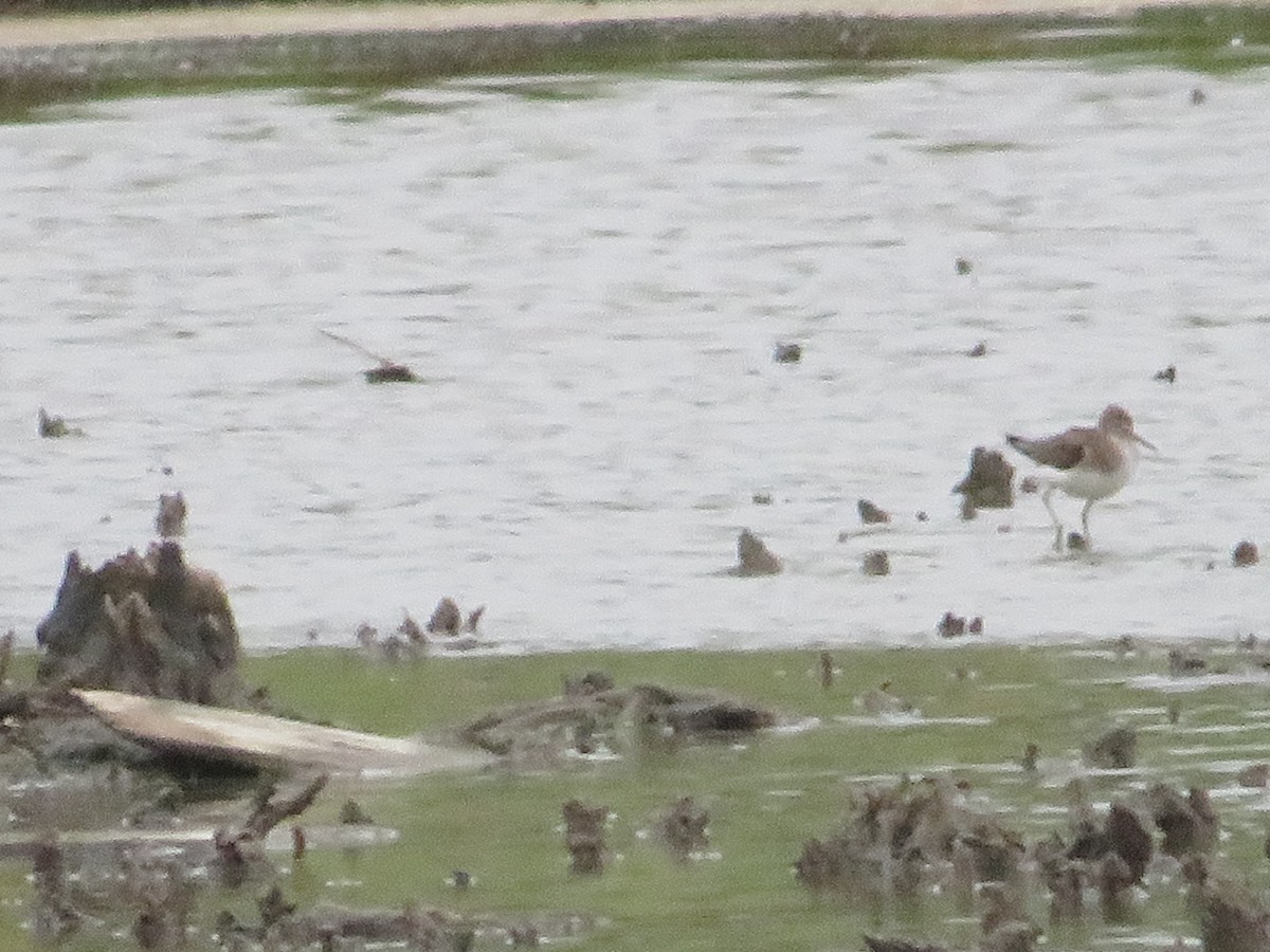 Solitary Sandpiper - ML623123033