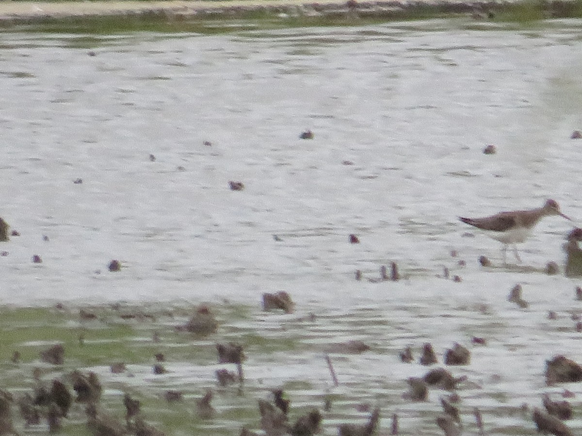 Solitary Sandpiper - ML623123034