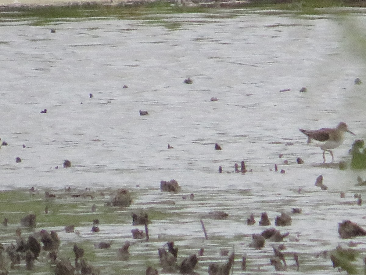 Solitary Sandpiper - ML623123035