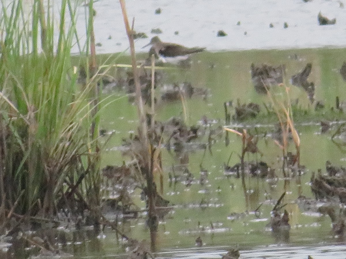 Solitary Sandpiper - Randy Fisher