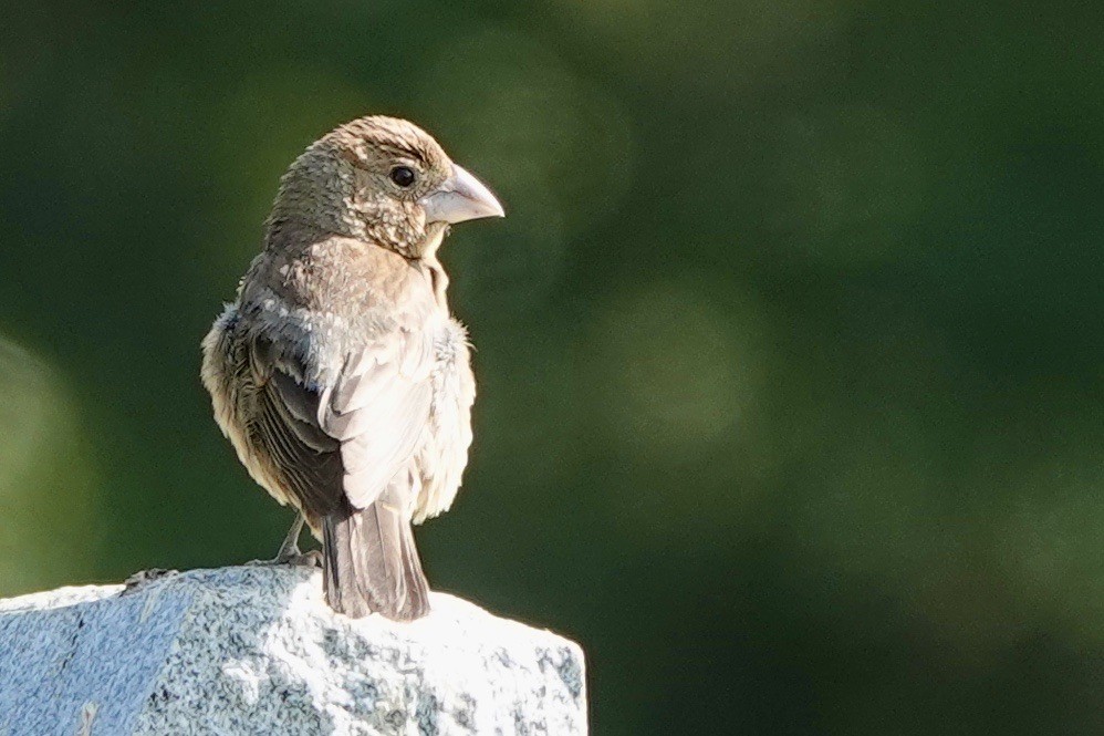Blue Grosbeak - ML623123039