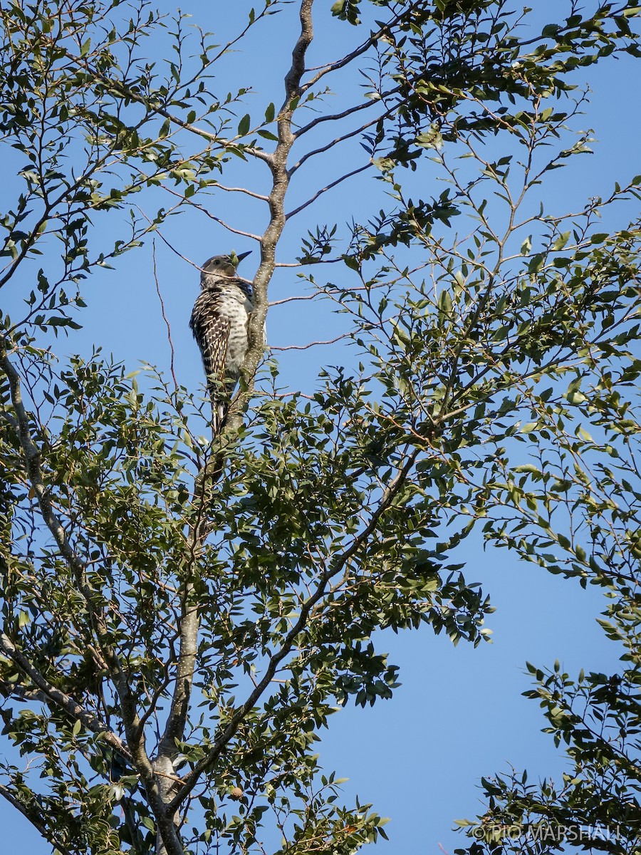 Chilean Flicker - ML623123062