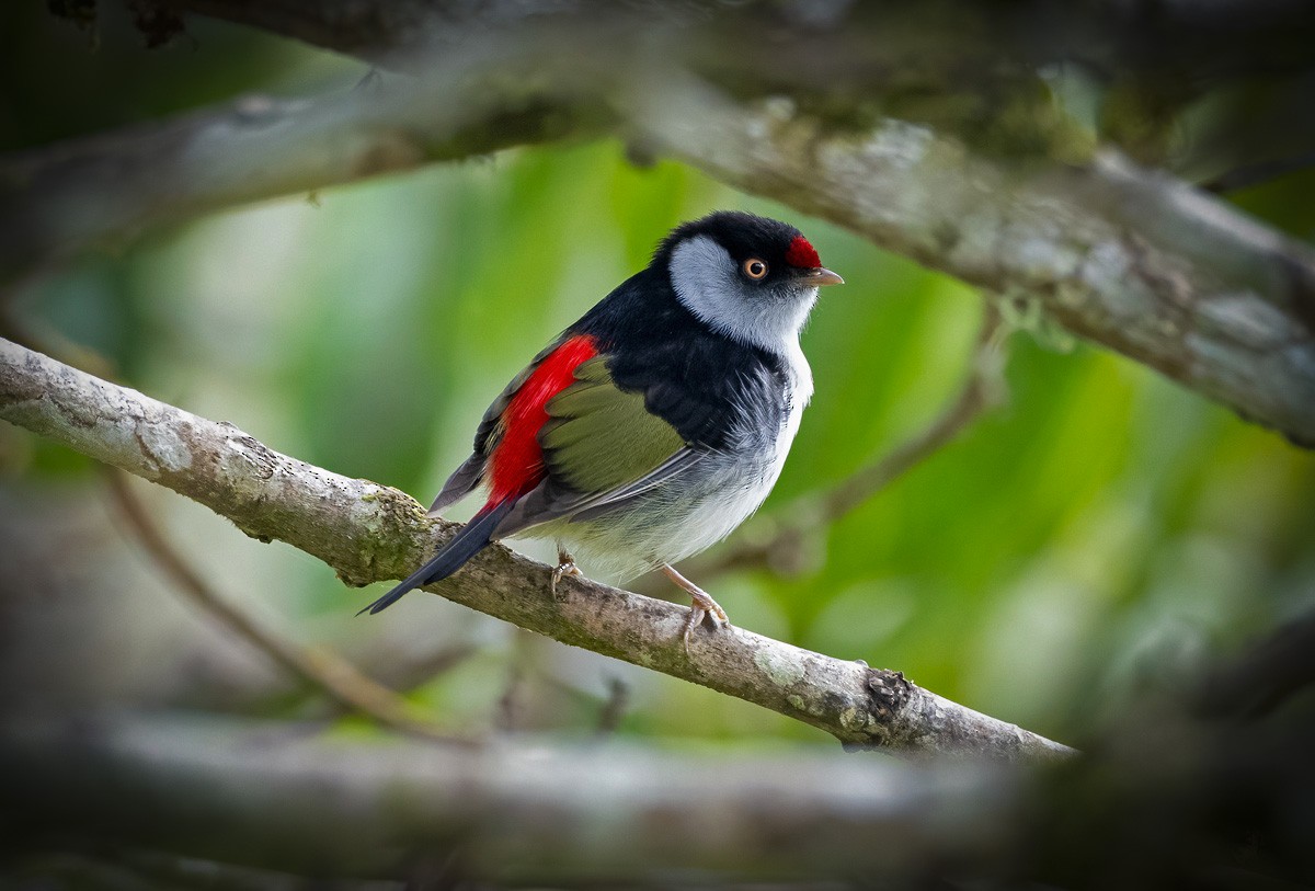 Pin-tailed Manakin - ML623123105