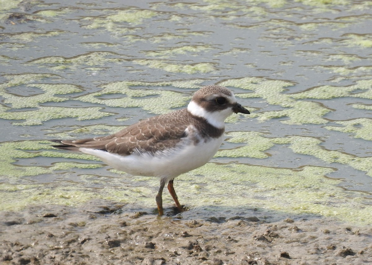 Semipalmated Plover - ML623123174