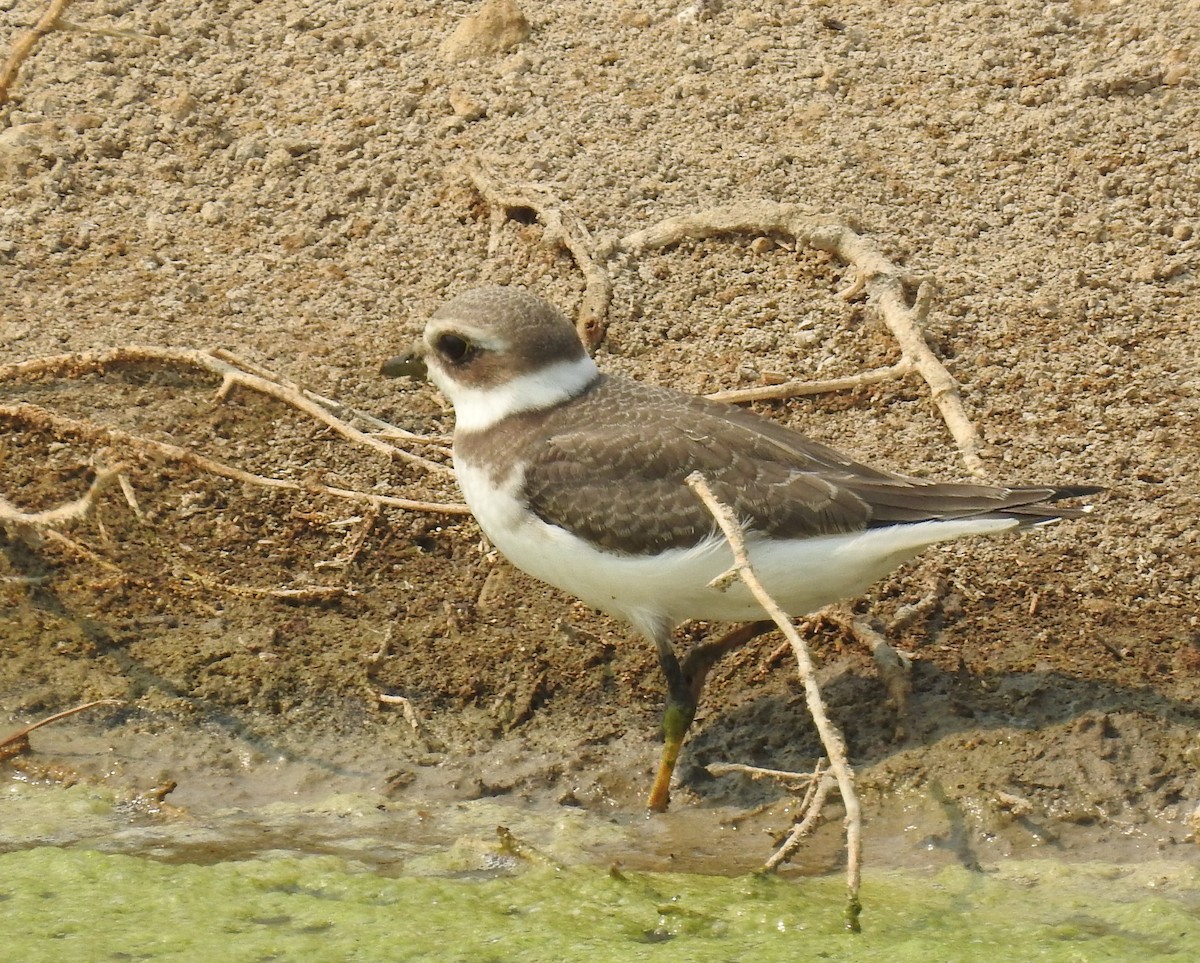 Semipalmated Plover - ML623123175