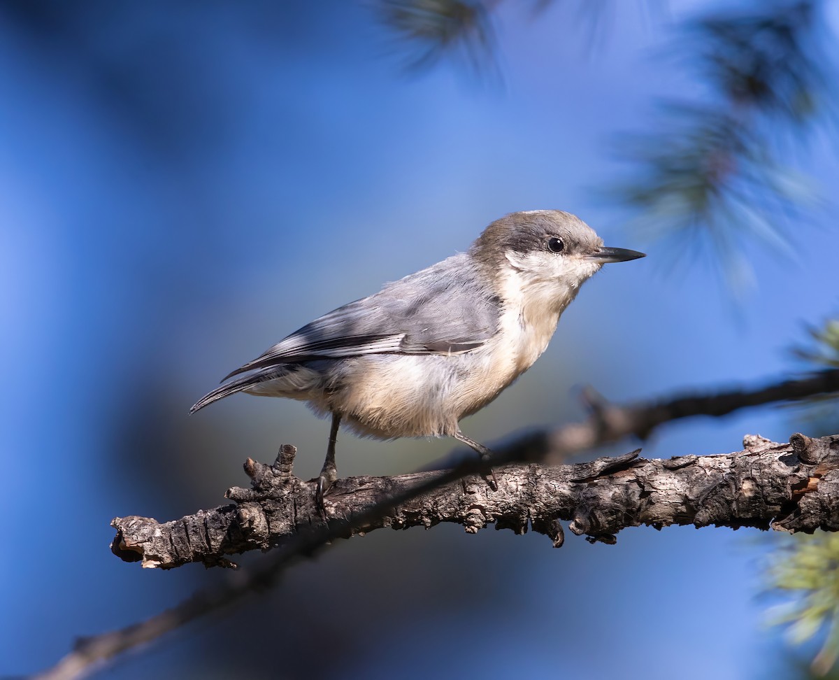 Sittelle pygmée - ML623123225