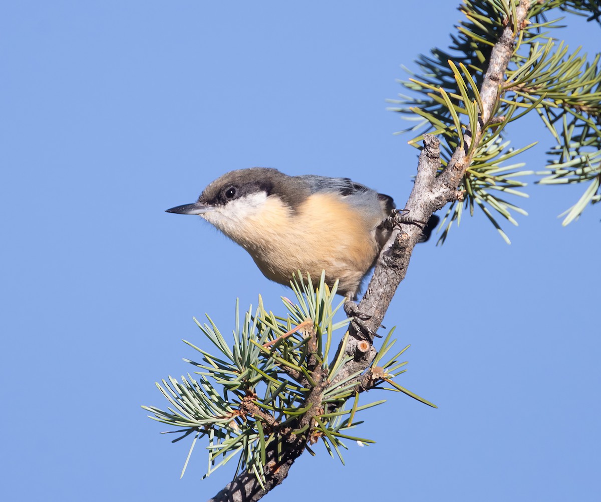 Sittelle pygmée - ML623123226