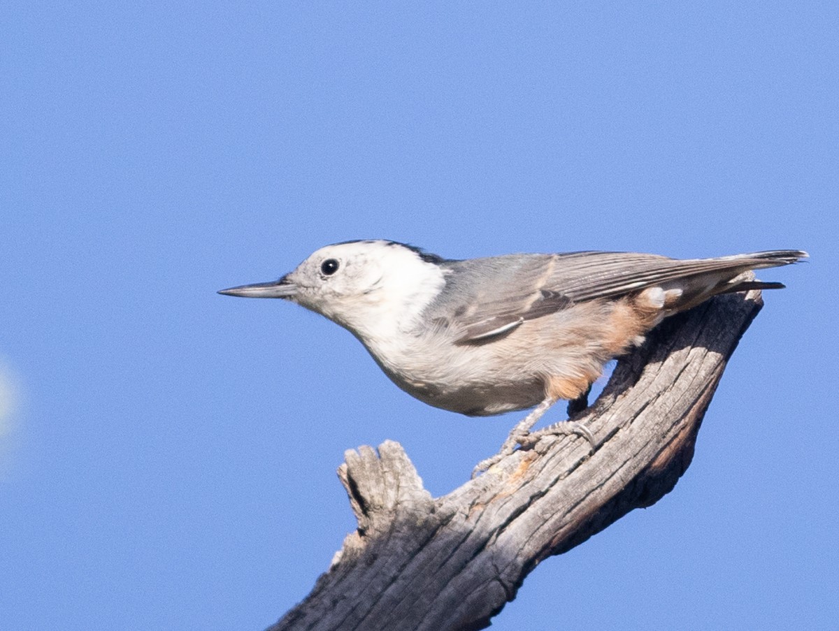 Sittelle à poitrine blanche - ML623123247