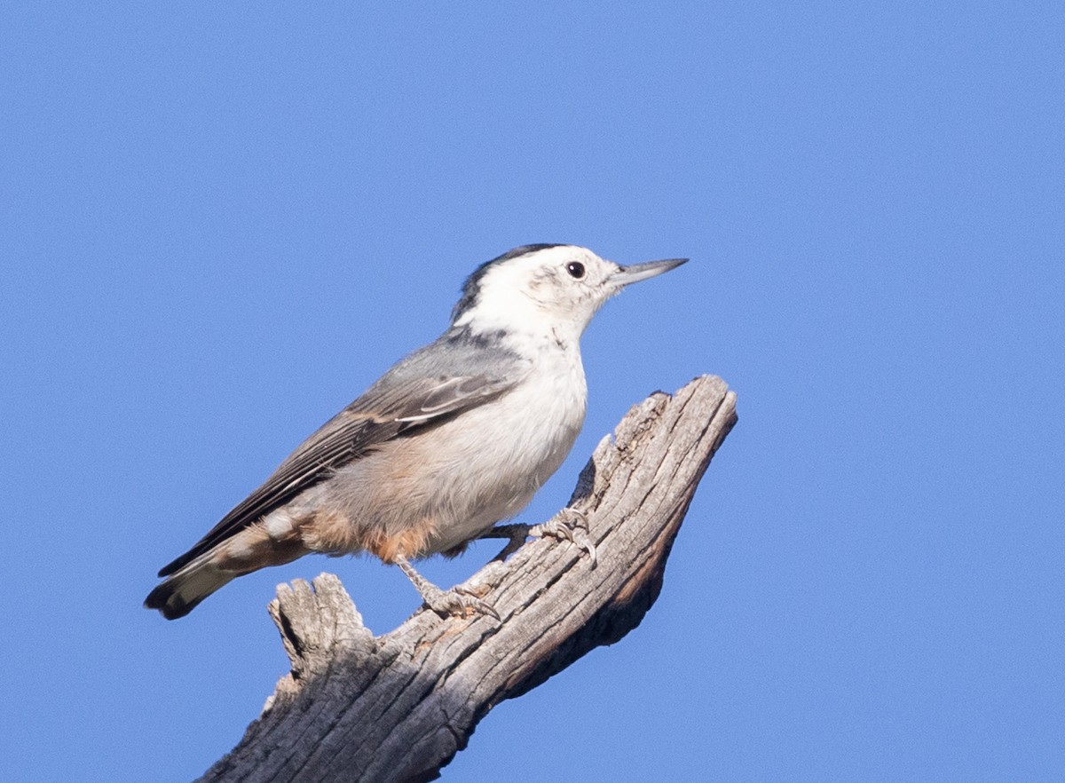 Sittelle à poitrine blanche - ML623123248