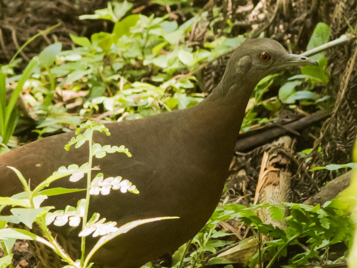 Brown Tinamou - ML623123254