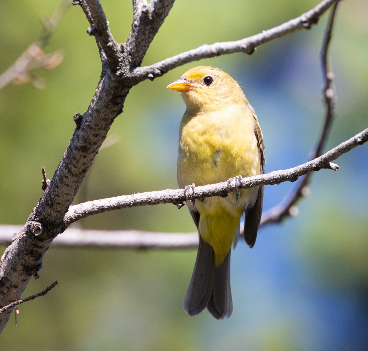 Piranga à tête rouge - ML623123275