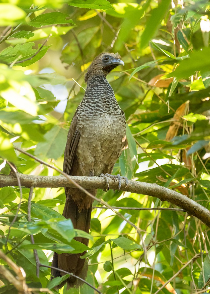 Scaled Chachalaca - ML623123281